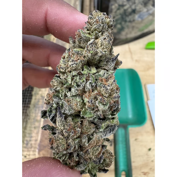 Gelato Punch - Image 2