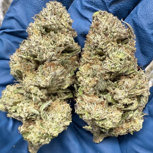 Kush Mintz - Image 2