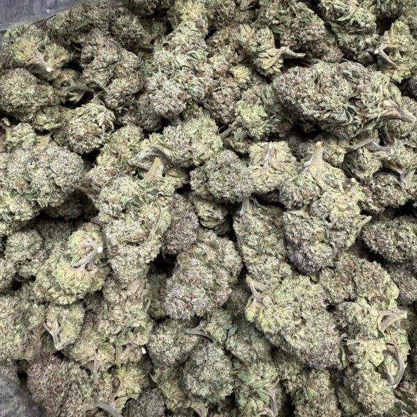 Kush Mintz - Image 3